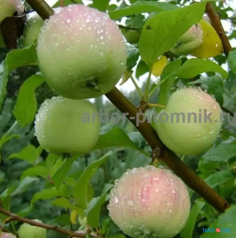 Саженцы яблони из питомника, с доставкой и посадкой по низкой цене