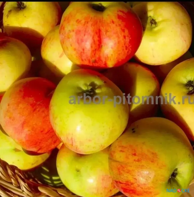 Саженцы яблони из питомника, с доставкой и посадкой по низкой цене