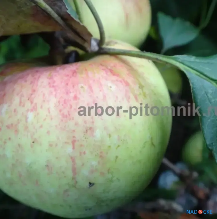 Саженцы яблони из питомника, с доставкой и посадкой по низкой цене