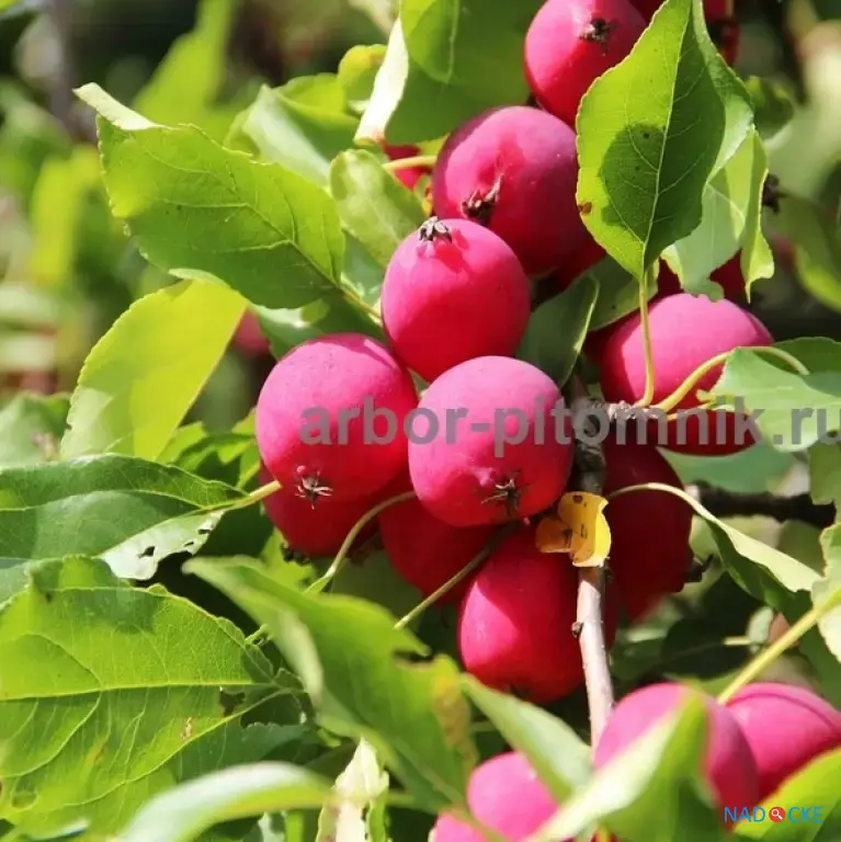 Саженцы яблони из питомника, с доставкой и посадкой по низкой цене